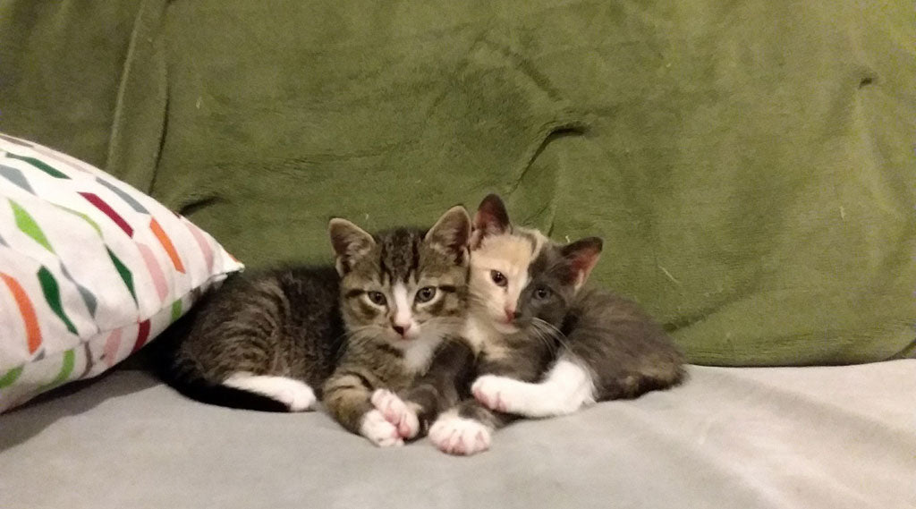 Penny's Guide To Fostering Kittens